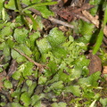 Targionia-sp-thallose-liverwort-Triunfo-Canyon-2012-12-19-IMG_6998.jpg