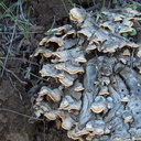 bracket-fungus-Triunfo-Canyon-2012-12-19-IMG 3108