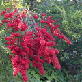 pyracantha-with-red-fruit-in-garden-near-Triunfo-Canyon-2012-12-19-IMG_7015.jpg