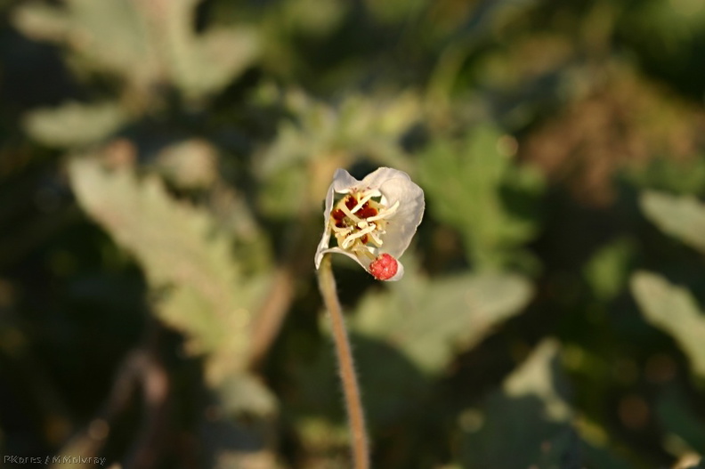 camissonia-claviformis-browneyed-primrose-visitors-center-2008-02-17-img_6236.jpg