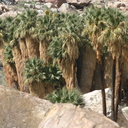 washingtonia-filifera-california--fan-palm-grove-2008-02-18-img 6303