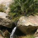 washingtonia-filifera-young-trees--palm-canyon-2008-02-18-img 6300