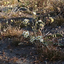 Camissonia-claviformis-brown-eyed-primrose-Slot-Canyon-area-2009-03-08-IMG 2281