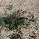 Camissonia-claviformis-chia-escholtzia-Erodium-community-Mine-Wash-2009-03-07-IMG 2105