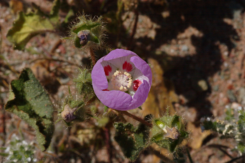 Eremalche-rotundifolia-desert-five-spot-Hawk-Canyon-2009-03-08-CRW_7919.jpg
