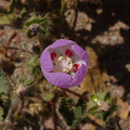 Eremalche-rotundifolia-desert-five-spot-Hawk-Canyon-2009-03-08-CRW 7919
