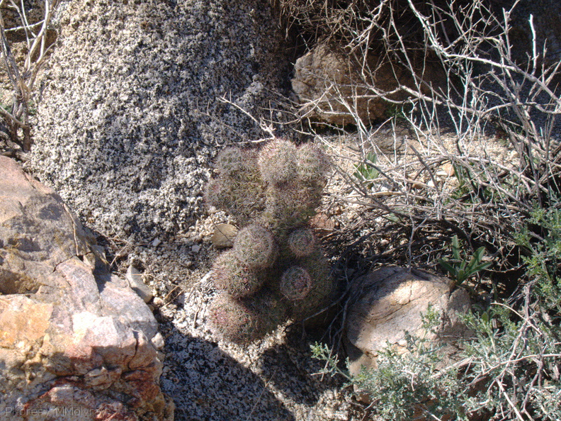 Escobaria-vivipara-foxtail-cactus-Mine-Wash-2009-03-06-IMG_2035.jpg