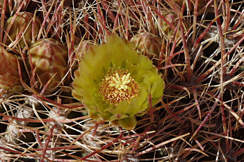 Ferocactus-cylindraceus-california-barrel-cactus-Mine-Wash-2009-03-06-CRW 7782