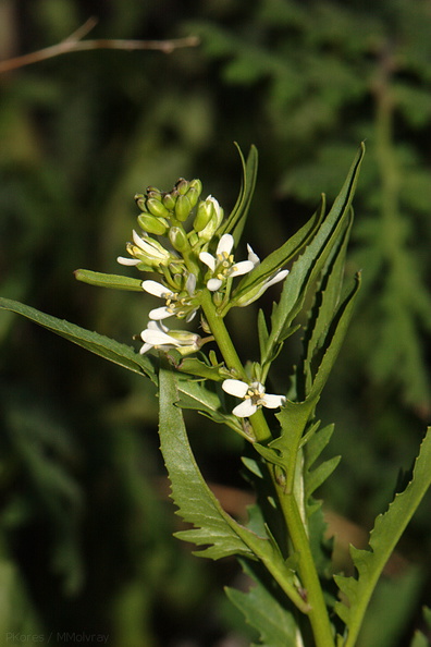 Guillenia-lasiophylla-california-mustard-Mine-Wash-2009-03-06-CRW_7788.jpg