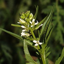 Guillenia-lasiophylla-california-mustard-Mine-Wash-2009-03-06-CRW 7788