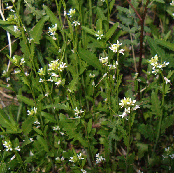 Guillenia-lasiophylla-california-mustard-Mine-Wash-2009-03-06-IMG_2076.jpg