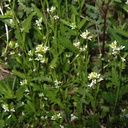 Guillenia-lasiophylla-california-mustard-Mine-Wash-2009-03-06-IMG 2076