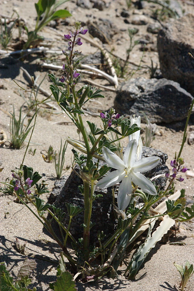 Hesperocallis-undulata-desert-lily-Henderson-Canyon-Rd-2009-03-07-CRW_7837.jpg