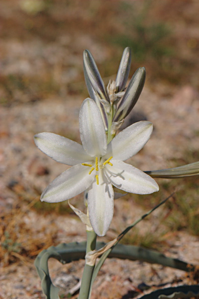 Hesperocallis-undulata-desert-lily-Henderson-Canyon-Rd-2009-03-07-CRW_7854processed.jpg