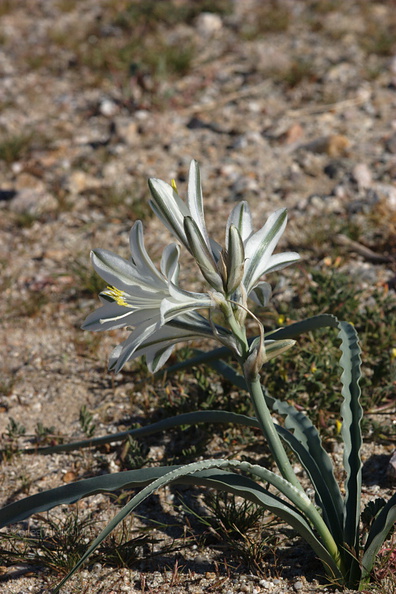 Hesperocallis-undulata-desert-lily-Henderson-Canyon-Rd-2009-03-07-CRW_7859.jpg