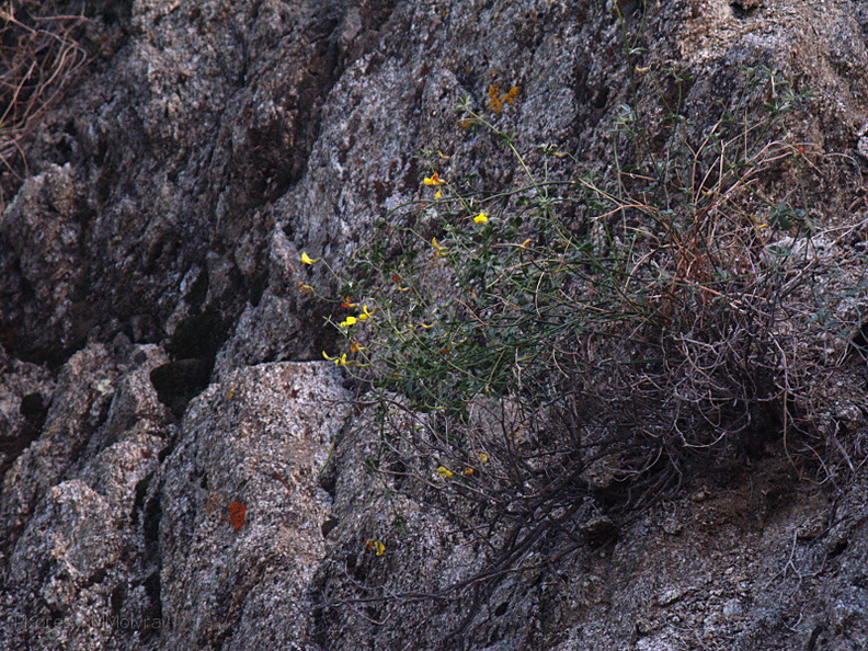 Lotus-rigidus-desert-rock-pea-habitat-Mine-Wash-2009-03-06-IMG_2059.jpg