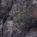 Lotus-rigidus-desert-rock-pea-habitat-Mine-Wash-2009-03-06-IMG 2059