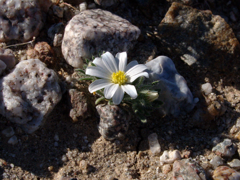 Monoptilon-bellioides-desert-star-Slot-Canyon-area-2009-03-07-IMG_2248.jpg