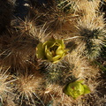 Opuntia-bigelovii-teddybear-cholla-Slot-Canyon-Area-2009-03-08-IMG 2289