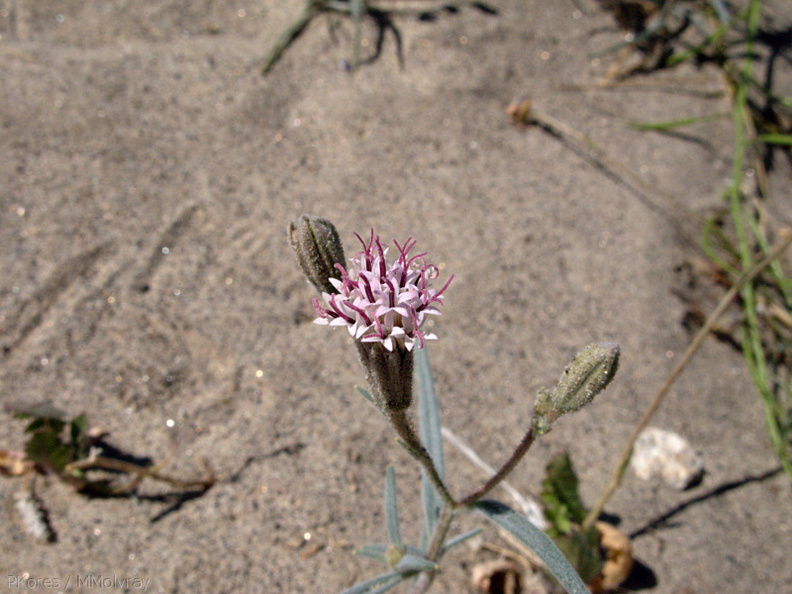 Palafoxia-arida-spanish-needle-Henderson-Canyon-Rd-2009-03-07-IMG_2196.jpg