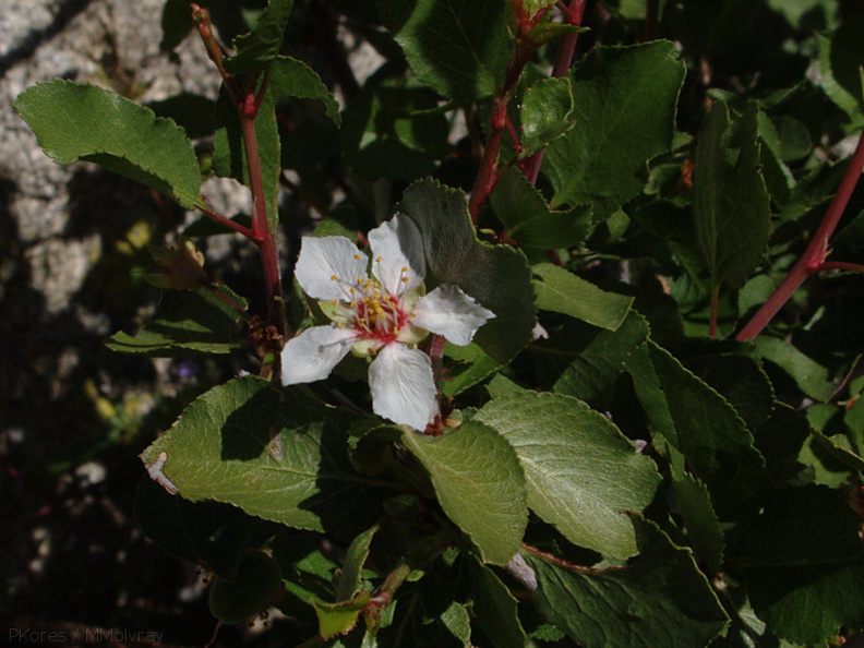 Peraphyllum-ramosissimum-wild-crab-apple-Mine-Wash-2009-03-06-IMG_2062.jpg