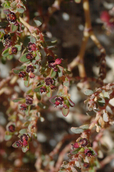 Prunus-fasciculata-desert-almond-Mine-Wash-2009-03-06-CRW_7749.jpg