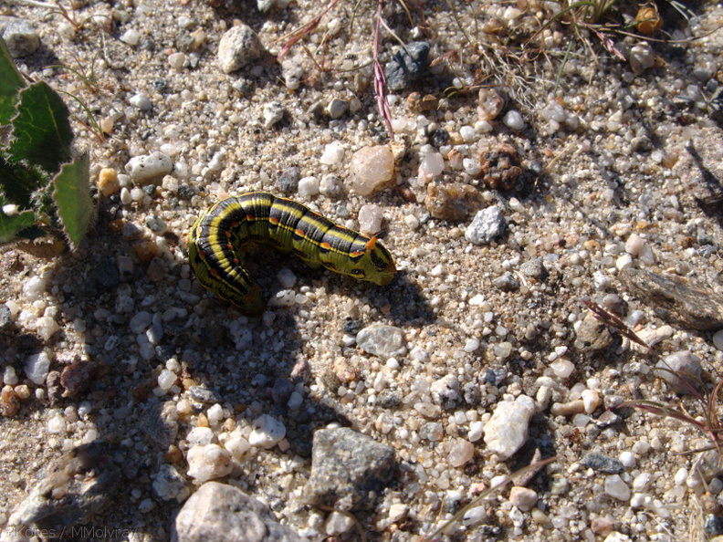 sphingid-caterpillar-Slot-Canyon-area-2009-03-07-IMG_2221.jpg