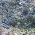 Ceanothus-sp-covering-hillsides-blue-flowered-Hyw78-nr-Anza-Borrego-2010-03-29-IMG_0041.jpg