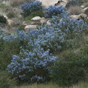 Ceanothus-sp-covering-rocky-slope-blue-flowered-Hwy78-nr-San-Felipe-Rd-Anza-Borrego-2010-03-30-IMG 0215