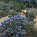 Ceanothus-sp-covering-rocky-slope-blue-flowered-Hwy78-nr-San-Felipe-Rd-Anza-Borrego-2010-03-30-IMG 0222