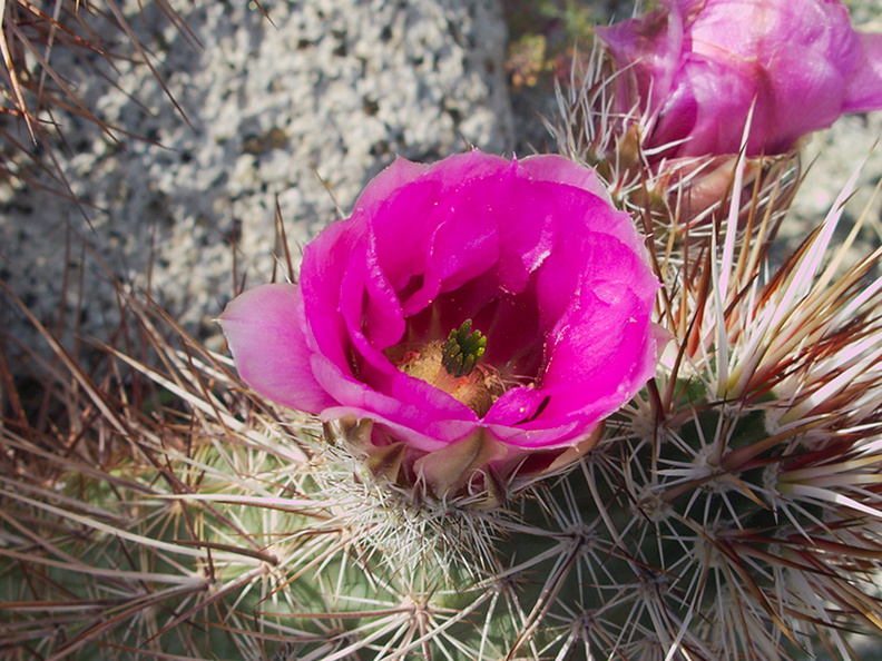 Echinocereus-engelmannii-hedgehog-cactus-Mountain-Palm-Springs-Anza-Borrego-2010-03-30-IMG_4241.jpg