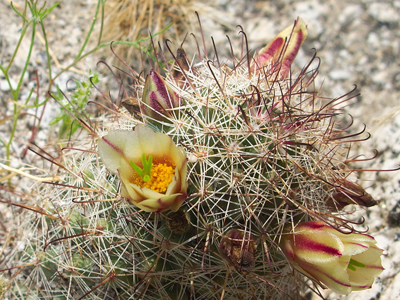 Escobaria-vivpara-alversonii-foxtail-cactus-Mountain-Palm-Springs-Anza-Borrego-2010-03-30-IMG_4264.jpg