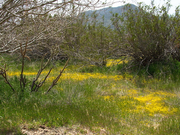 Lasthenia-californica-goldfields-carpet-S-S2-nr-Hwy78-Anza-Borrego-2010-03-29-IMG 4095