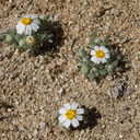 Monoptilon-bdelloides-desert-star-Blair-Valley-pictographs-Anza-Borrego-2010-03-29-IMG 4152
