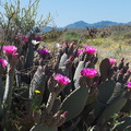 Opuntia-basilaris-beavertail-cactus-Mountain-Palm-Springs-Anza-Borrego-2010-03-30-IMG_4285.jpg