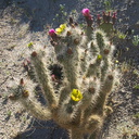 Opuntia-echinocarpa-silver-cholla-Mountain-Palm-Springs-Anza-Borrego-2010-03-30-IMG 4248