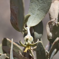 Simmondsia-chinensis-jojoba-pistillate-Blair-Valley-pictographs-Anza-Borrego-2010-03-29-IMG 0079