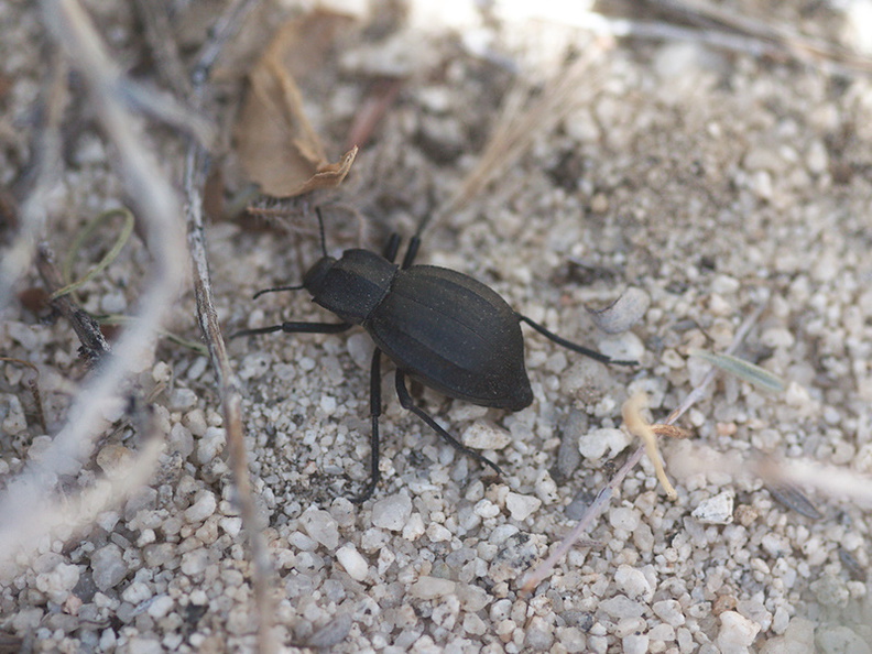 black-beetle-indet-Blair-Valley-pictographs-Anza-Borrego-2010-03-29-IMG_0104.jpg