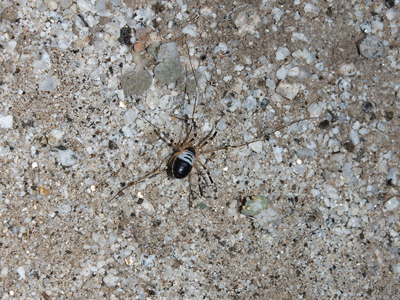 indet-banded-spider-Mountain-Palm-Springs-Anza-Borrego-2010-03-29-IMG 0106