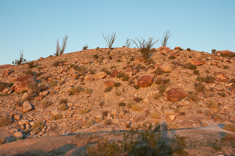 sunrise-on-ocotillo-cactus-hillside-Mountain-Palm-Springs-Anza-Borrego-2010-03-30-IMG_0122.jpg