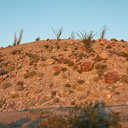 sunrise-on-ocotillo-cactus-hillside-Mountain-Palm-Springs-Anza-Borrego-2010-03-30-IMG 0122