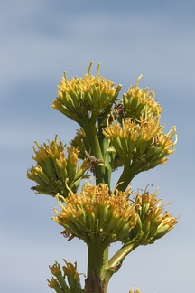 Agave-deserti-flowering-Hwy-S2-toward-Palm-Springs-2011-03-17-IMG 1849