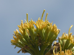 Agave-deserti-flowering-Hwy-S2-toward-Palm-Springs-2011-03-17-IMG 1850