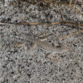 Callisaurus-draconoides-zebra-tailed-lizard-Palm-Springs-2011-03-17-IMG 7420