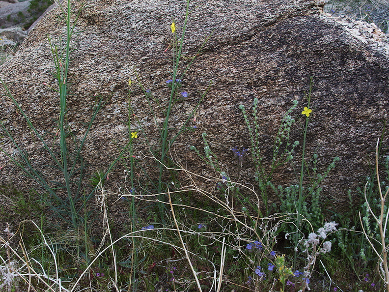 Camissonia-californica-suncup-Blair-Valley-2011-03-17-IMG_7311.jpg