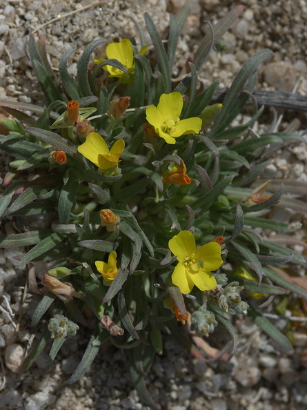 Camissonia-pallida-ssp-hallii-detail-with-bug-Halls-suncup-pictograph-trail-Blair-Valley-2011-03-17-IMG_1848_v2.jpg