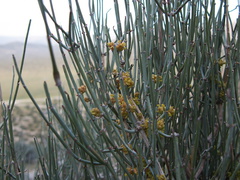 Ephedra-californica-desert-tea-cones-Blair-Valley-2011-03-18-IMG 7448