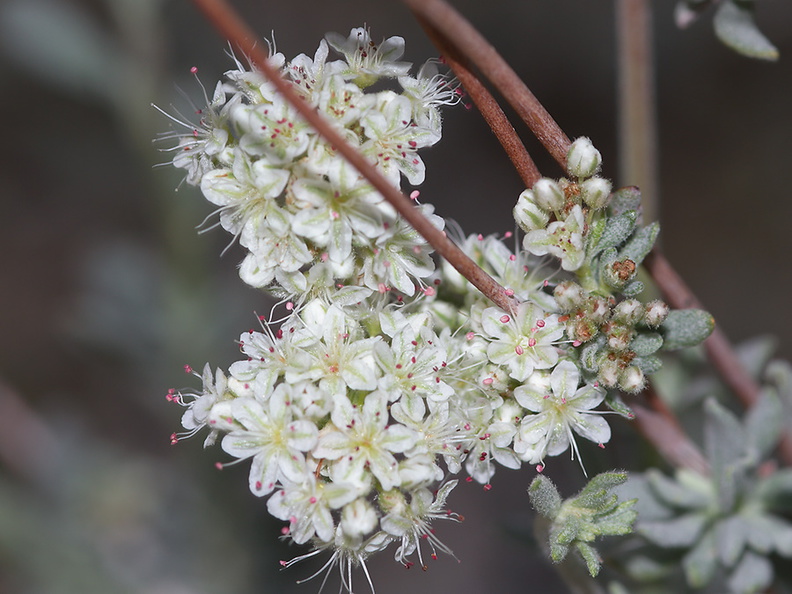 Eriogonum-fasciculatum-California-buckwheat-Blair-Valley-2011-03-17-IMG_1829.jpg