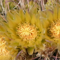 Ferocactus-cylindraceus-barrel-cactus-flowers-Hwy-S2-toward-Palm-Springs-2011-03-17-IMG 1854