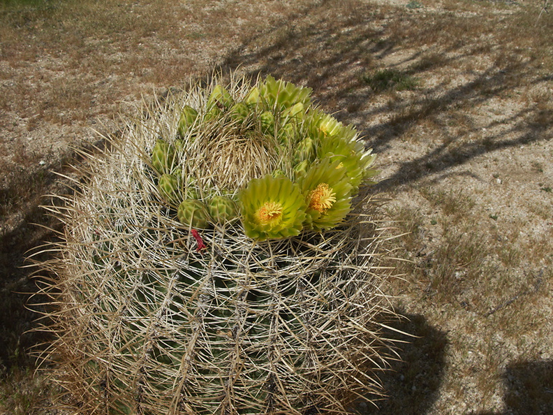 Ferocactus-cylindraceus-barrel-cactus-flowers-Hwy-S2-toward-Palm-Springs-2011-03-17-IMG_7402.jpg